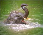 www.ayurveda-india.it: cucciolo di elefante