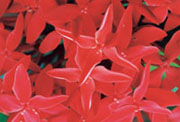 www.ayurveda-india.it: fiori