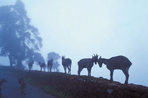 www.ayurveda-india.it:  nilgiri tahr