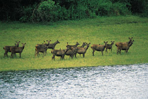 www.ayurveda-india.it: sambar deer