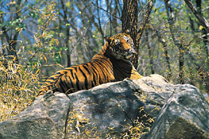 www.ayurveda-india.it: tigre